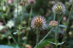 Dipsacus pilosus