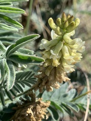Astragalus pycnostachyus pycnostachyus