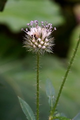 Dipsacus pilosus