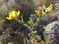 Aspalathus tridentata