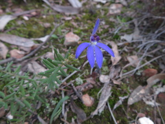 Cyanicula caerulea