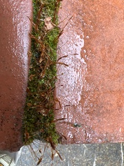 Tortula muralis