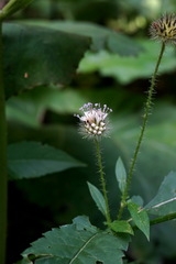 Dipsacus pilosus