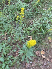 Solidago puberula