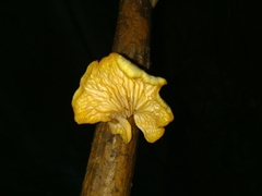 Polyporus tuberaster