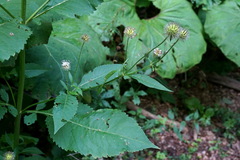 Dipsacus pilosus