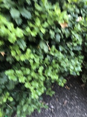Ilex cornuta