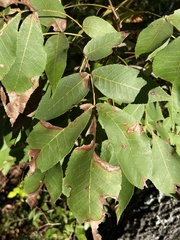 Carya texana