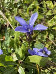 Gentianopsis ciliata