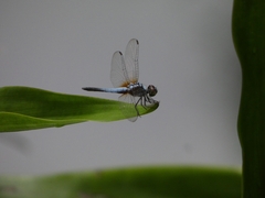 Brachydiplax chalybea