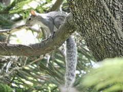 Sciurus aureogaster