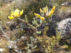 Aspalathus tridentata