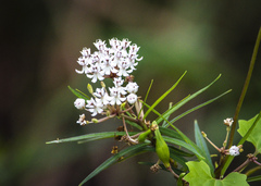 Asclepias perennis