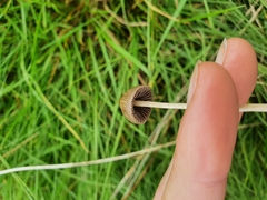 Psilocybe semilanceata