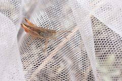 Stenobothrus eurasius
