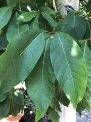Chionanthus virginicus
