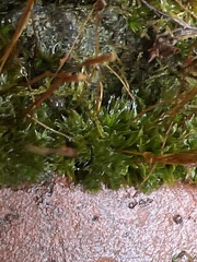 Tortula muralis