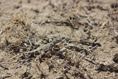 Phrynocephalus versicolor