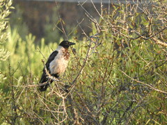 Corvus cornix