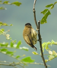 Picumnus olivaceus