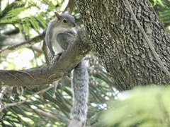 Sciurus aureogaster