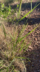 Setaria leucopila