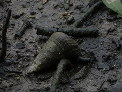 Telescopium telescopium