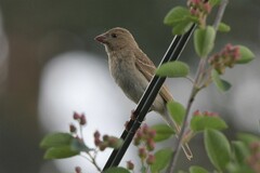 Carpodacus erythrinus