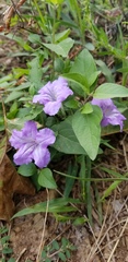 Ruellia pedunculata