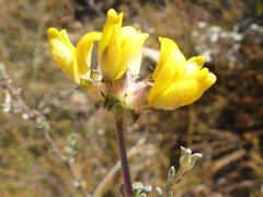 Aspalathus tridentata