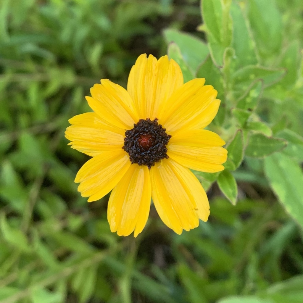 Fringeleaf Tickseed from Alberta Ave, Charleston, SC, US on September 5 ...