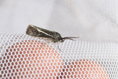 Brachodes appendiculata