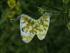 Euchloe ausonia