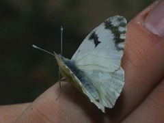 Euchloe ausonia