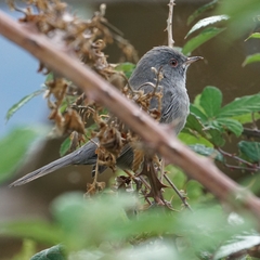 Curruca sarda