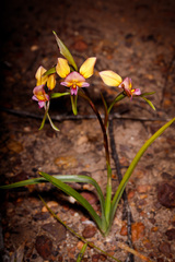 Diuris longifolia