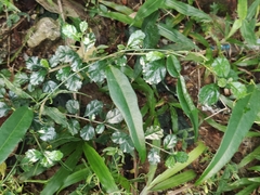 Ehretia microphylla