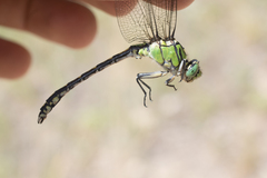 Ophiogomphus cecilia