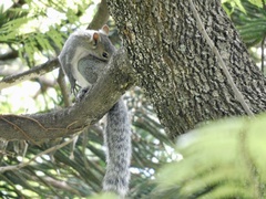 Sciurus aureogaster