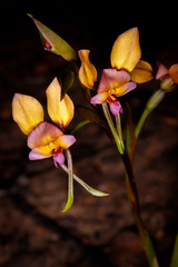 Diuris longifolia