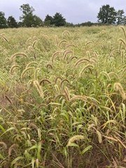 Setaria faberi