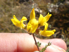 Aspalathus tridentata