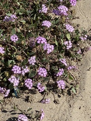 Abronia umbellata