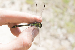 Ophiogomphus cecilia