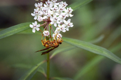Polistes bellicosus