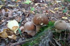 Boletus reticulatus