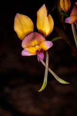 Diuris longifolia