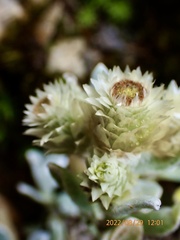 Anaphalis nepalensis