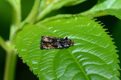Pristerognatha