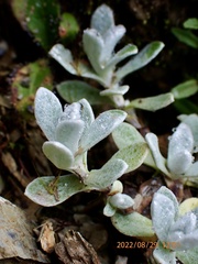 Anaphalis nepalensis